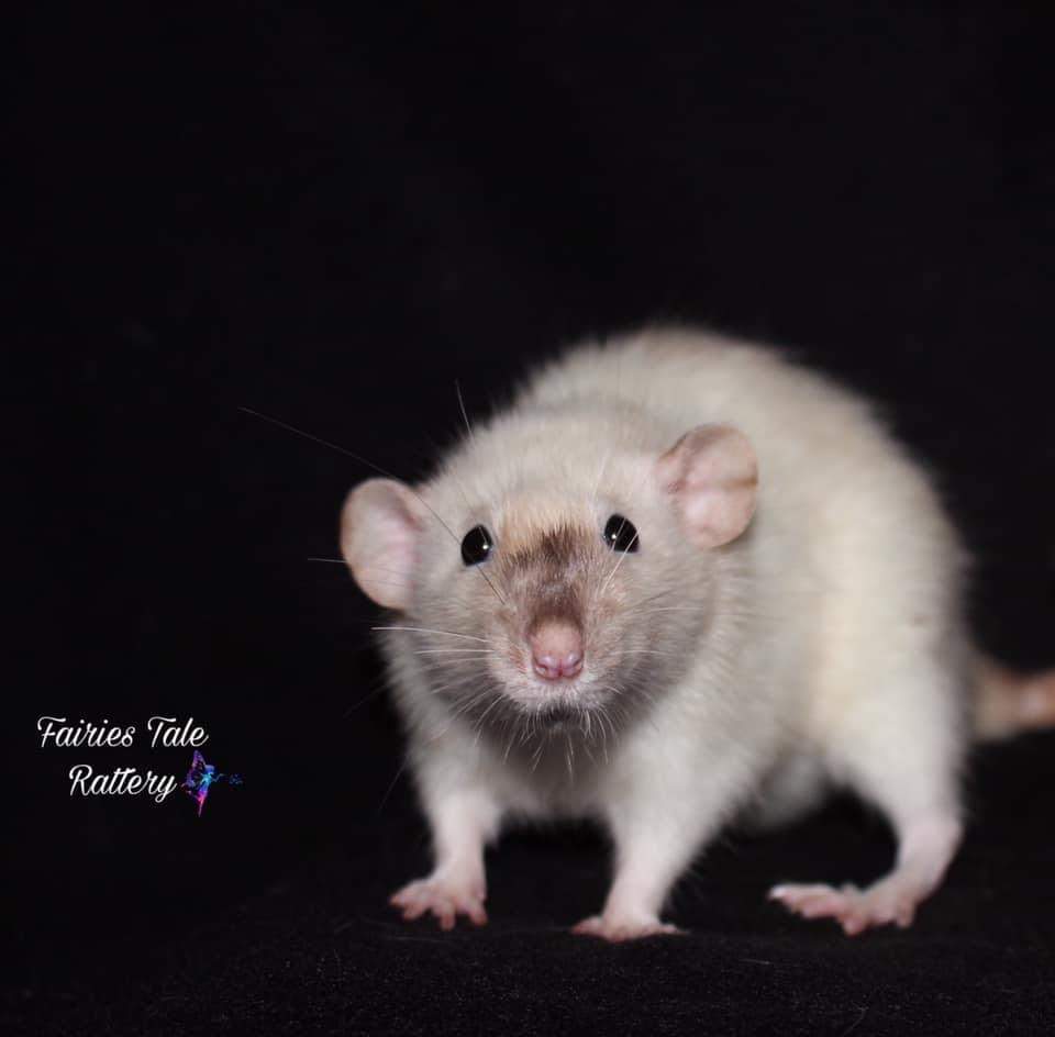 Fancy rat Owned by other Rattus norvegicus 