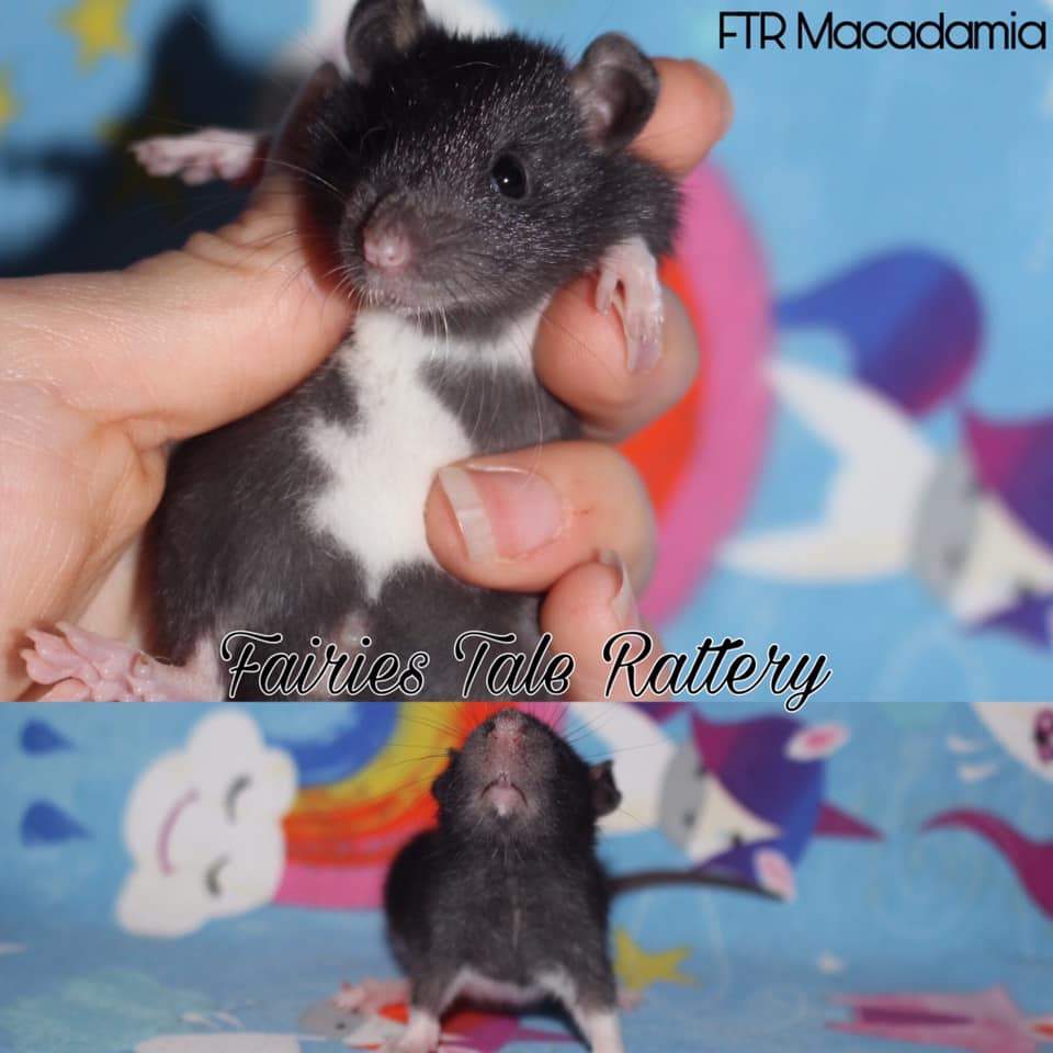 Fancy rat Rehomed Rattus norvegicus 