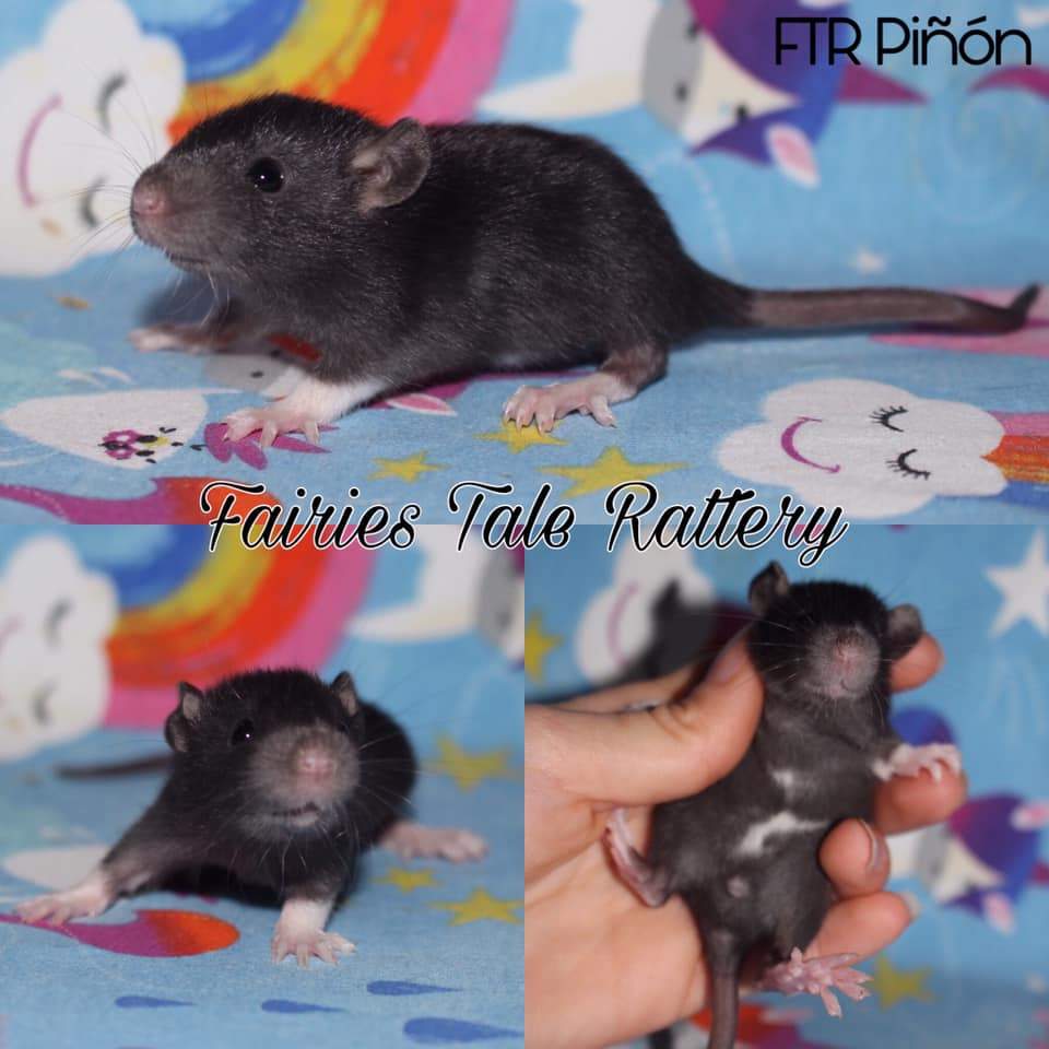 Fancy rat Rehomed Rattus norvegicus 