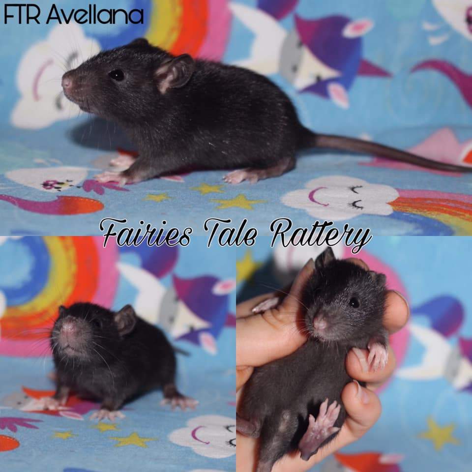 Fancy rat Rehomed Rattus norvegicus 