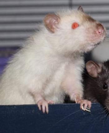 Fancy rat Pet only Rattus norvegicus 