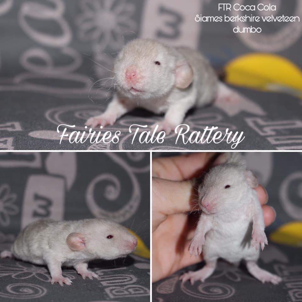 Fancy rat Rehomed Rattus norvegicus 