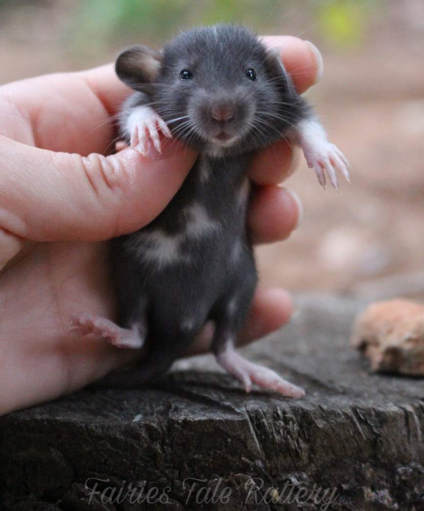 Fancy rat Rehomed Rattus norvegicus 