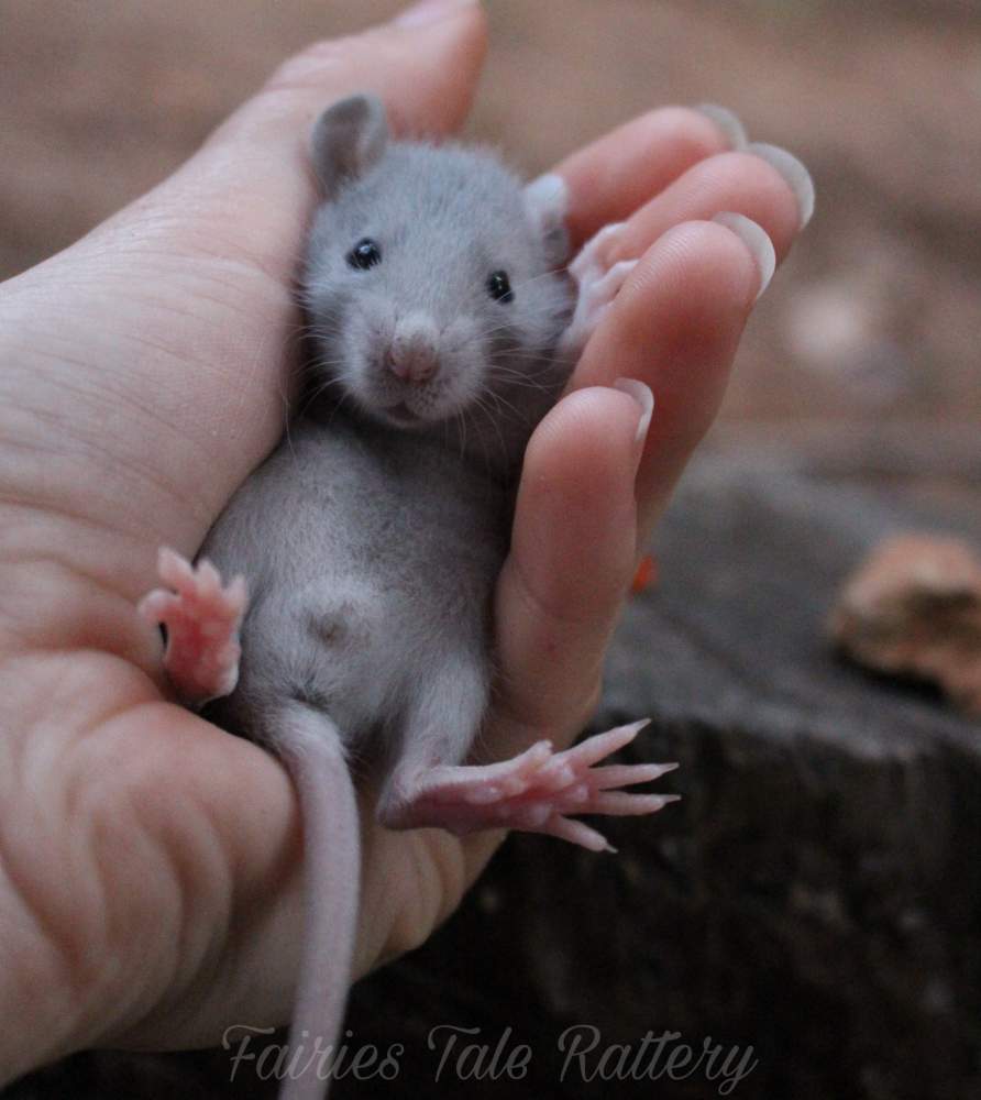 Fancy rat Rehomed Rattus norvegicus 