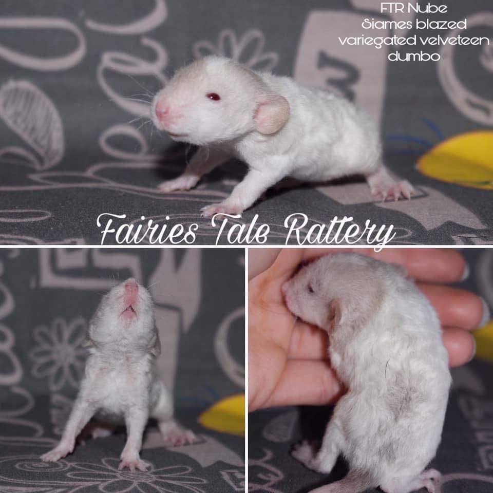 Fancy rat Rehomed Rattus norvegicus 