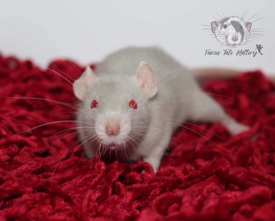 Fancy rat Available for rehoming Rattus norvegicus 