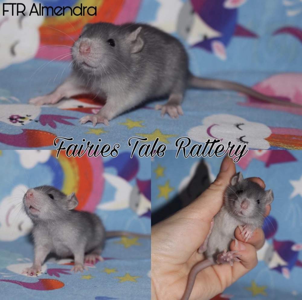 Fancy rat Deceased Rattus norvegicus 