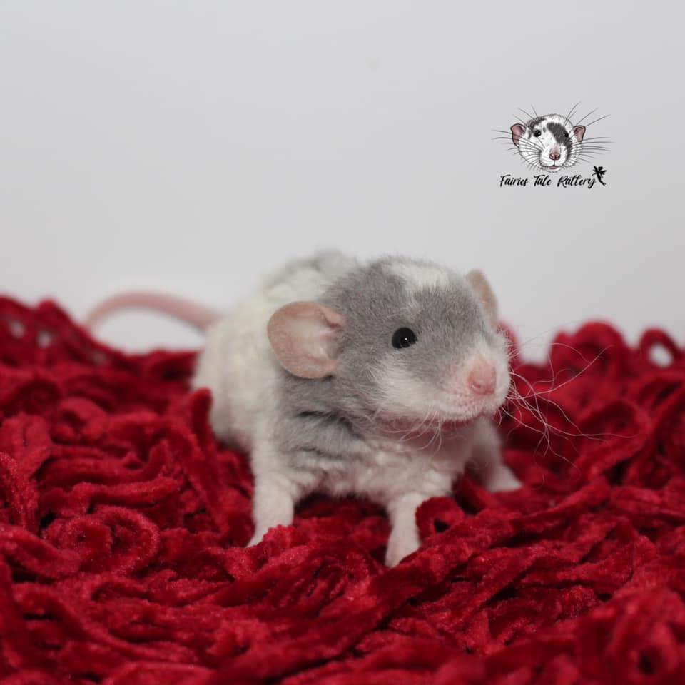 Fancy rat Pet only Rattus norvegicus 