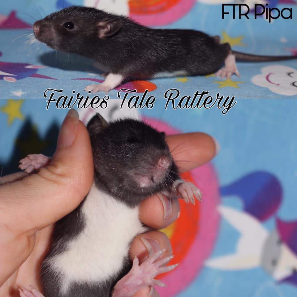 Fancy rat Rehomed Rattus norvegicus 