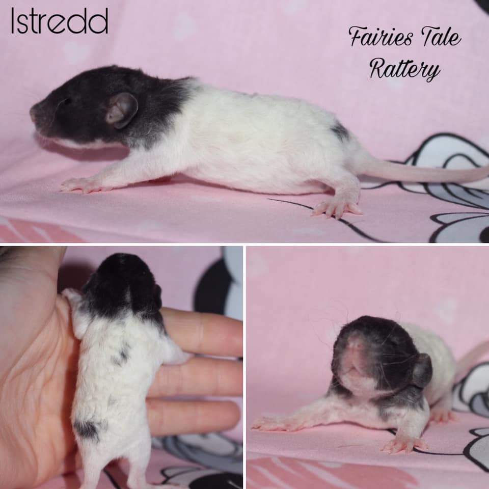 Fancy rat Rehomed Rattus norvegicus 
