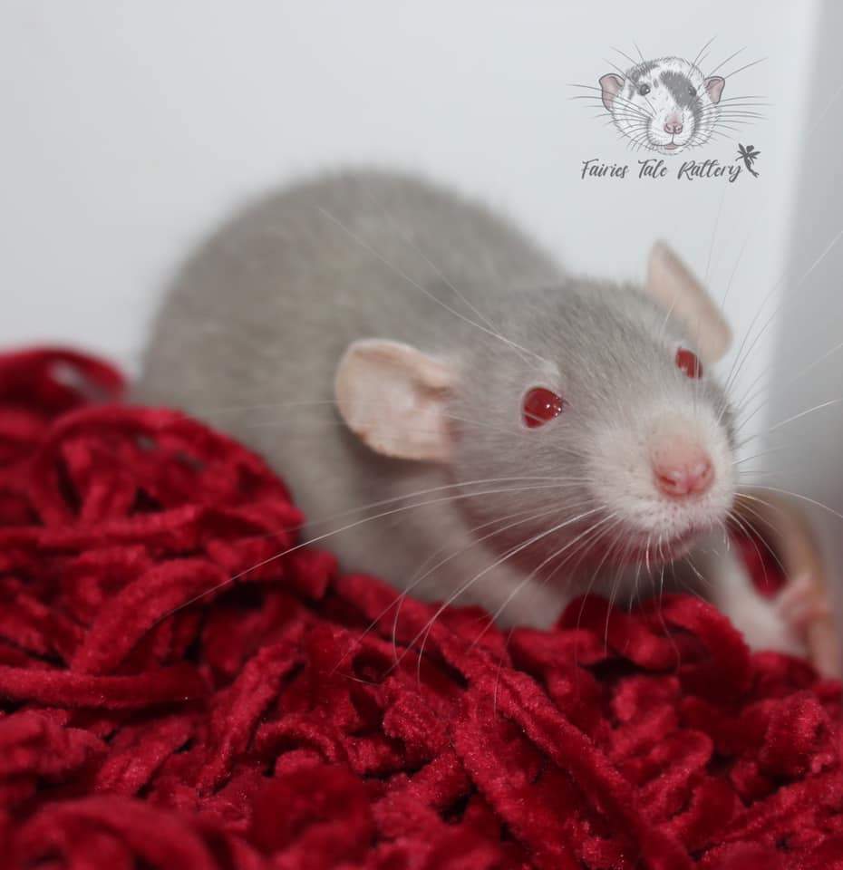 Fancy rat Available for rehoming Rattus norvegicus 