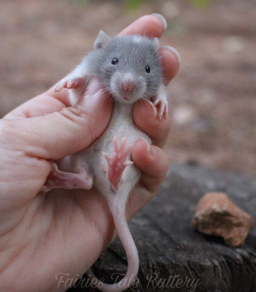 Fancy rat Rehomed Rattus norvegicus 