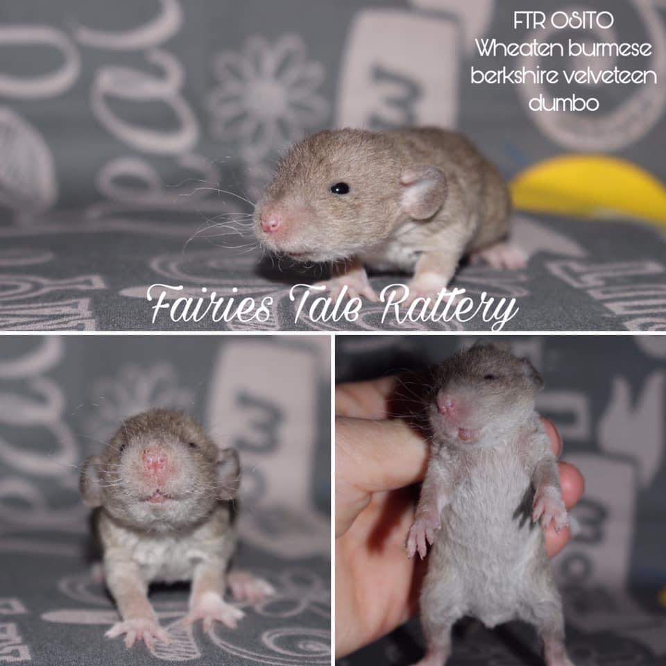 Fancy rat Rehomed Rattus norvegicus 