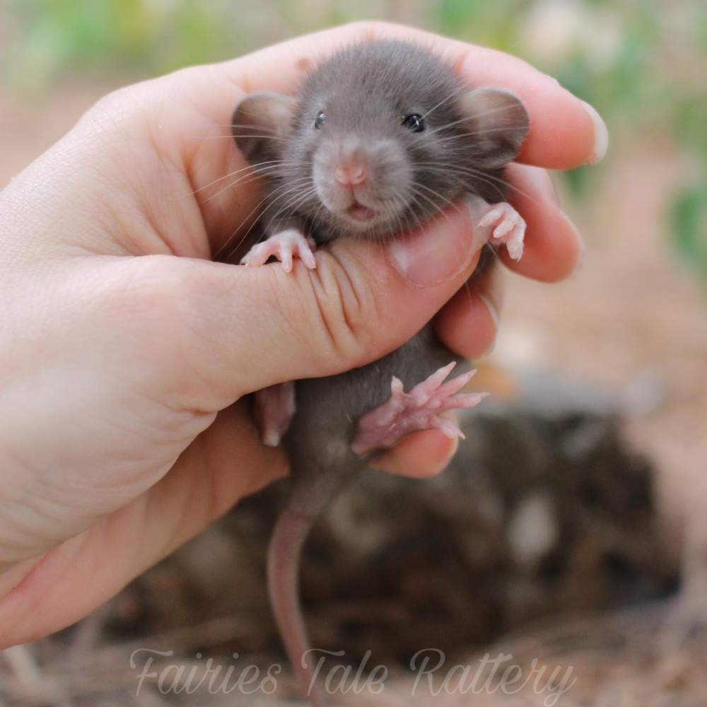 Fancy rat Rehomed Rattus norvegicus 