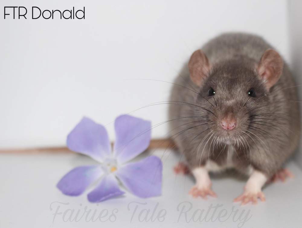 Fancy rat Breeder Rattus norvegicus 