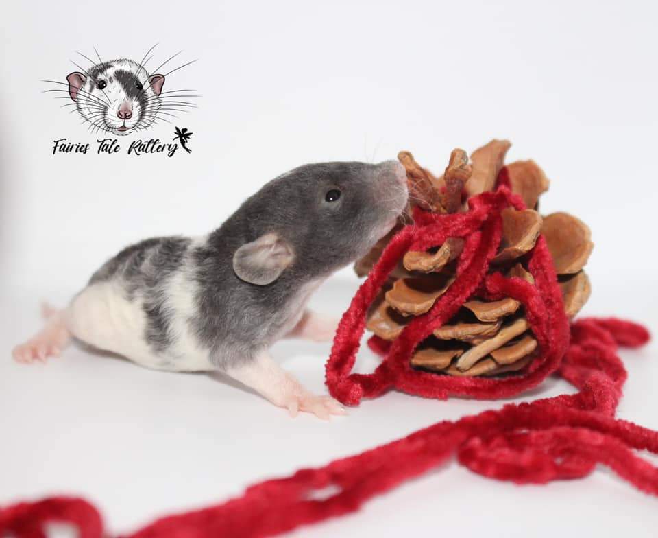 Fancy rat Rehomed Rattus norvegicus 