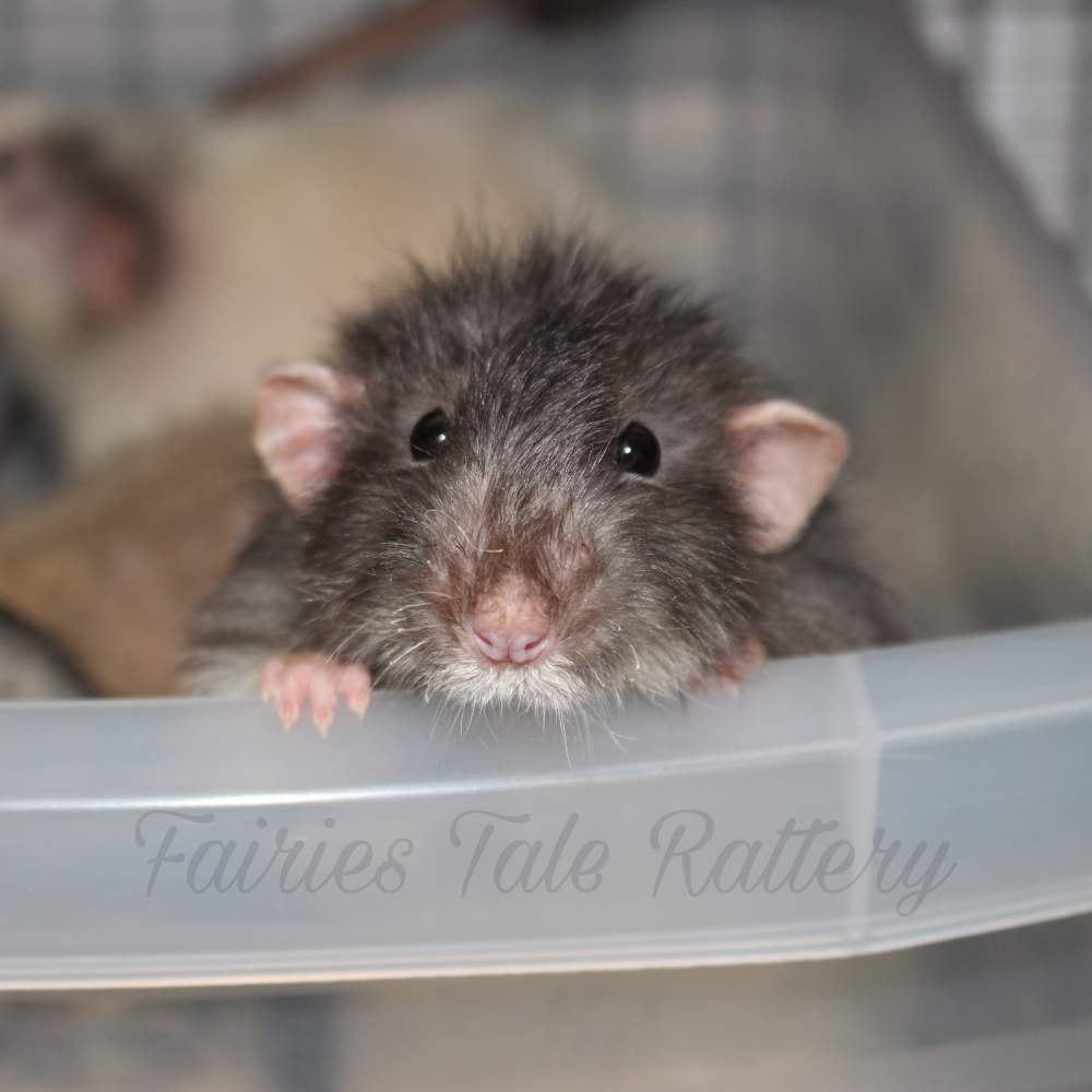 Fancy rat Breeder Rattus norvegicus 