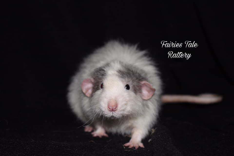 Fancy rat Breeder Rattus norvegicus 