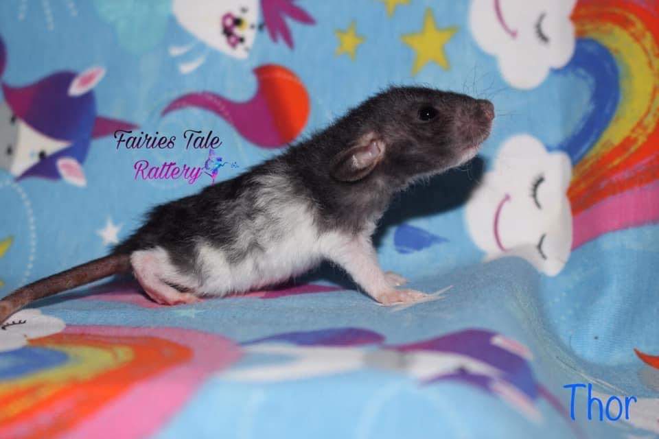 Fancy rat Rehomed Rattus norvegicus 