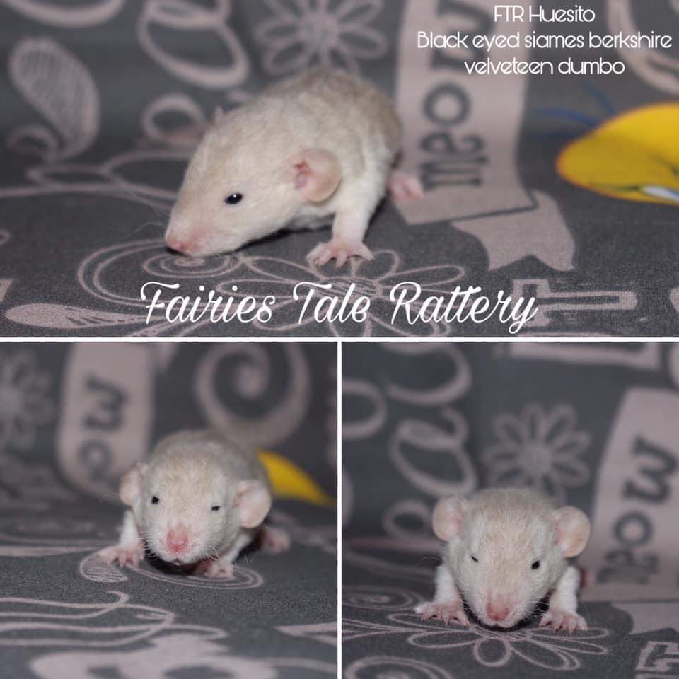 Fancy rat Rehomed Rattus norvegicus 