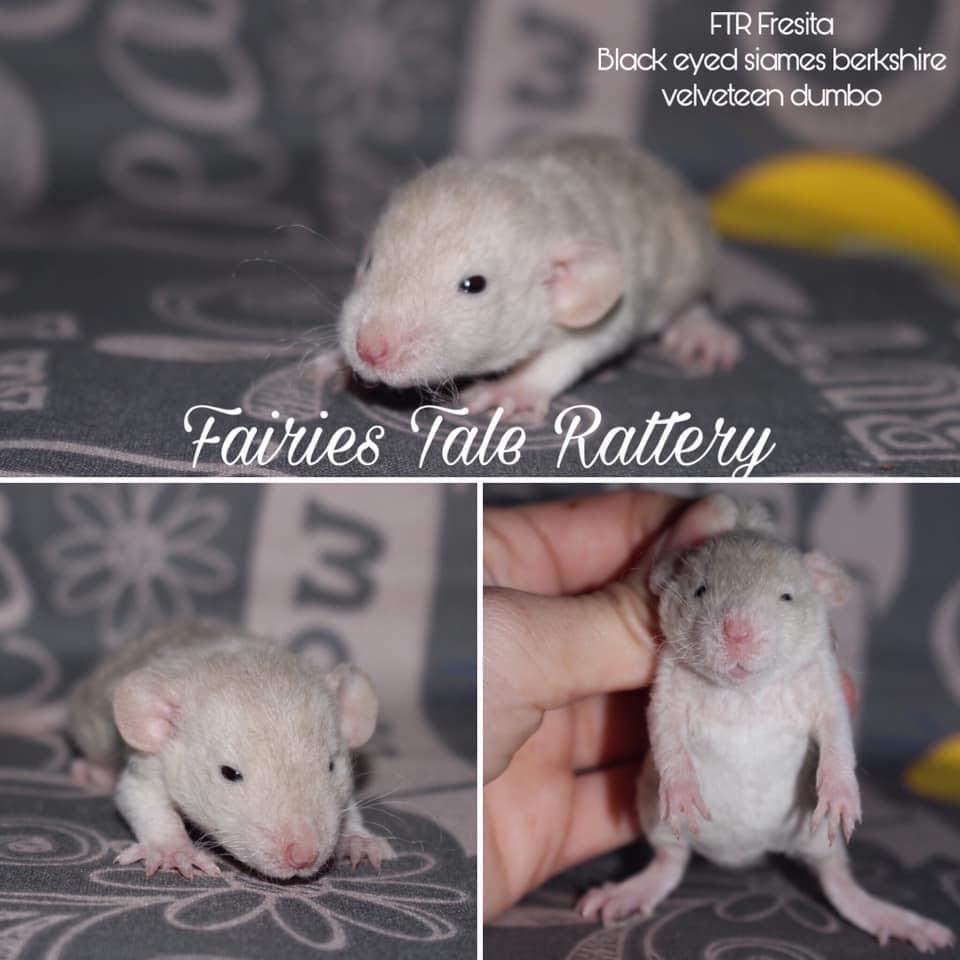 Fancy rat Rehomed Rattus norvegicus 