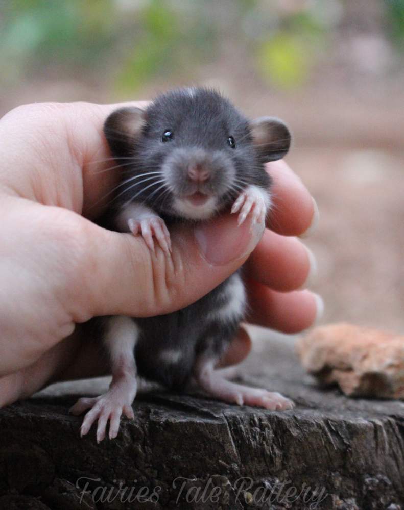 Fancy rat Rehomed Rattus norvegicus 