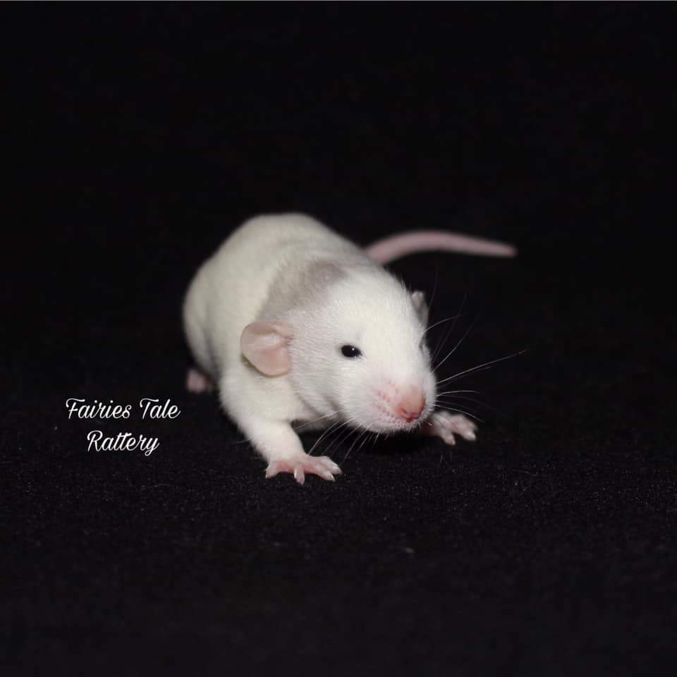 Fancy rat Rehomed Rattus norvegicus 