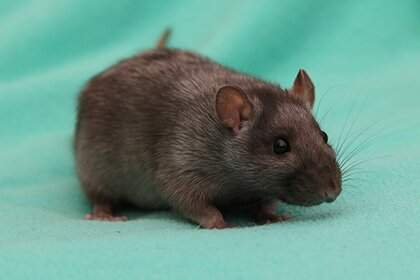 Fancy rat Breeder Rattus norvegicus Poland, Bemowo