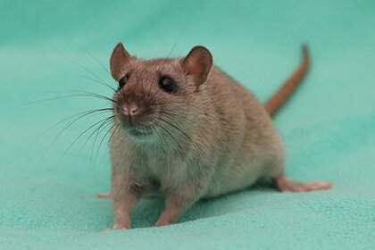 Fancy rat Breeder Rattus norvegicus Poland, Bemowo