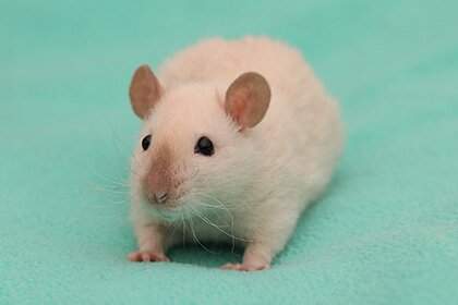 Fancy rat Owned by other Rattus norvegicus Poland, Bemowo