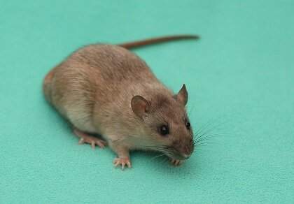 Fancy rat Breeder Rattus norvegicus Poland, Bemowo