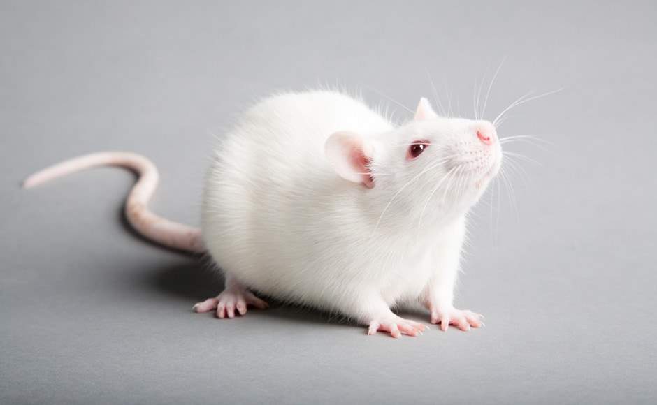 Laboratory rat Breeder Rattus novergicus domestica Poland, Bemowo