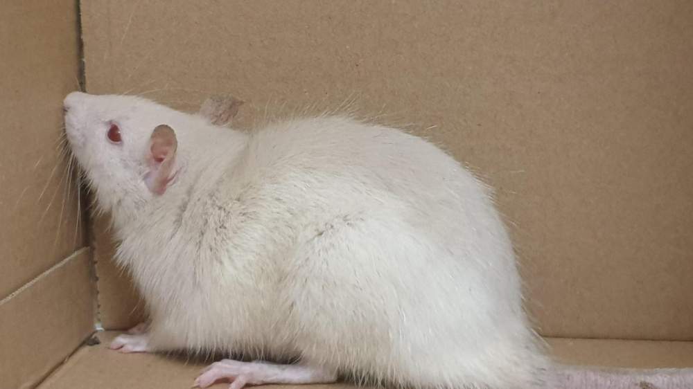 Laboratory rat Breeder Rattus novergicus domestica Poland, Bemowo