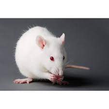 Laboratory rat Breeder Rattus novergicus domestica Poland, Bemowo