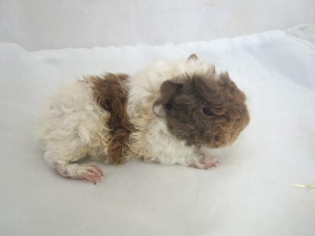 Lunkarya guinea pig Pet only Cavia porcellus 