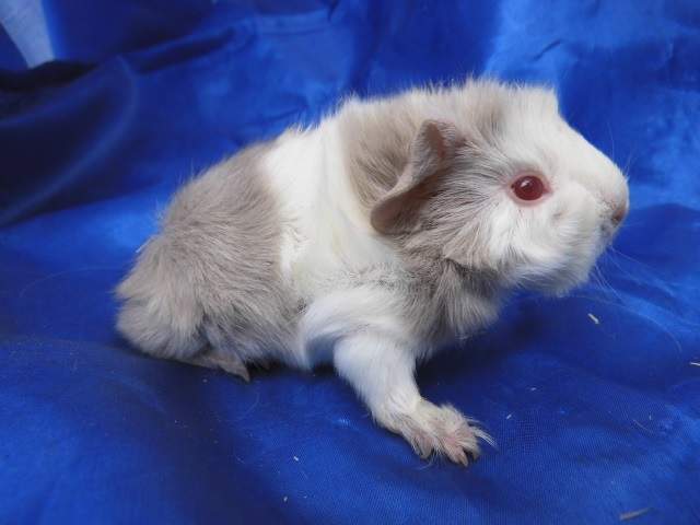 Peruvian guinea pig Pet only Cavia porcellus 