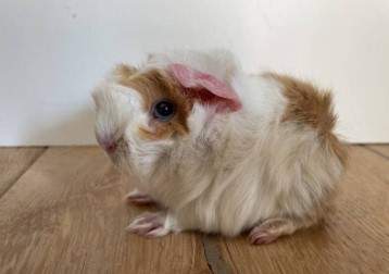 Peruvian guinea pig Pet only Cavia porcellus 