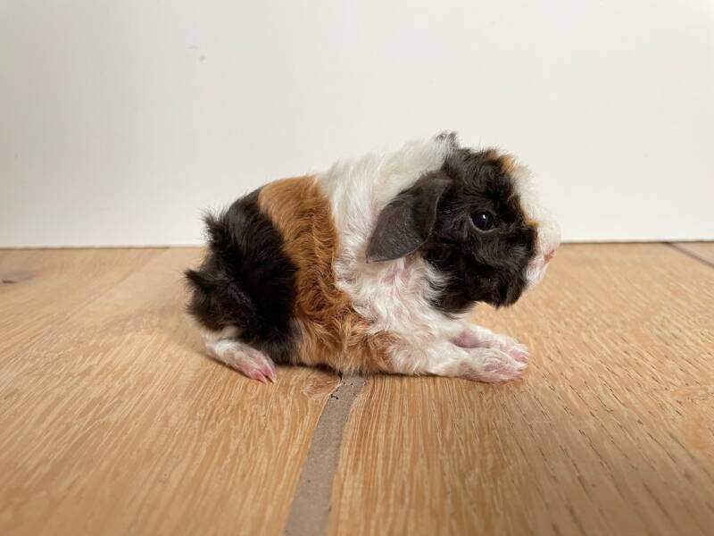 Alpac guinea pig Pet only Cavia porcellus 