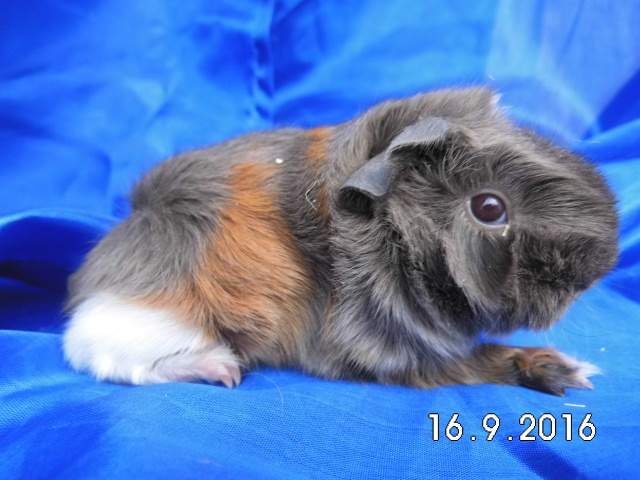 Peruvian guinea pig Pet only Cavia porcellus 
