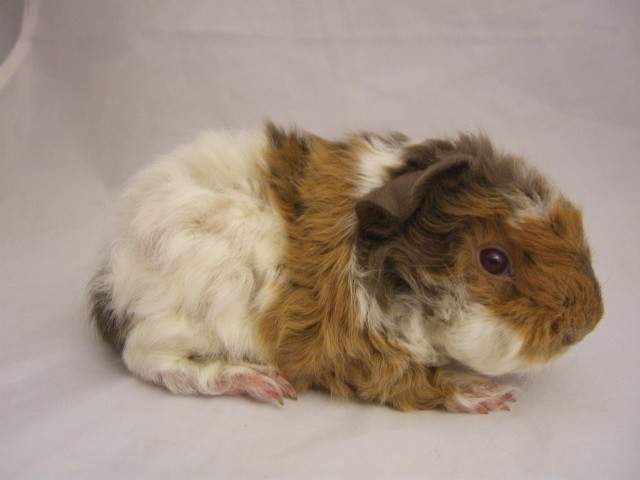 Lunkarya guinea pig Pet only Cavia porcellus 
