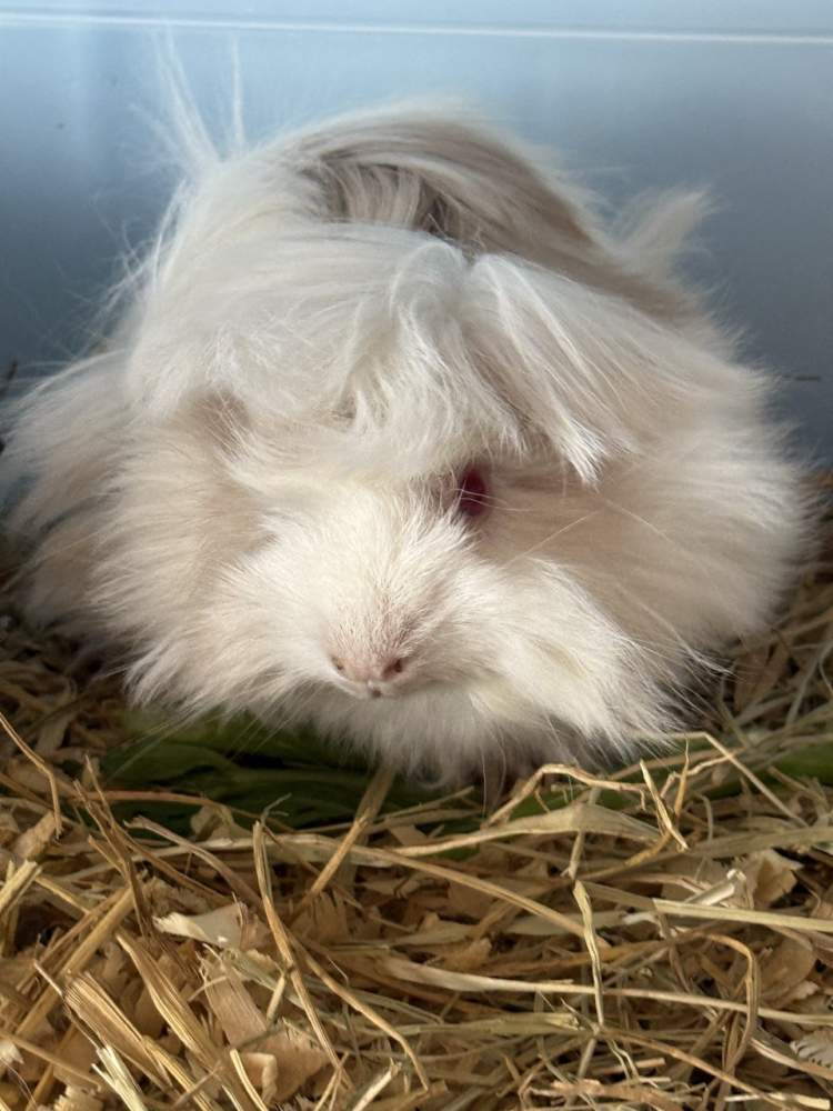Peruvian guinea pig Pet only Cavia porcellus 