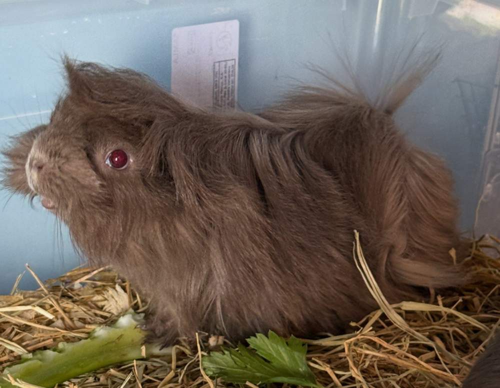 Peruvian guinea pig Pet only Cavia porcellus 