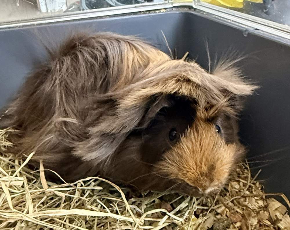 Peruvian guinea pig Pet only Cavia porcellus 