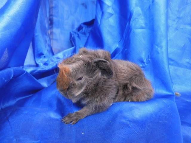Peruvian guinea pig Pet only Cavia porcellus 