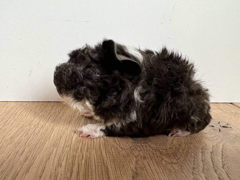 Alpac guinea pig Pet only Cavia porcellus 