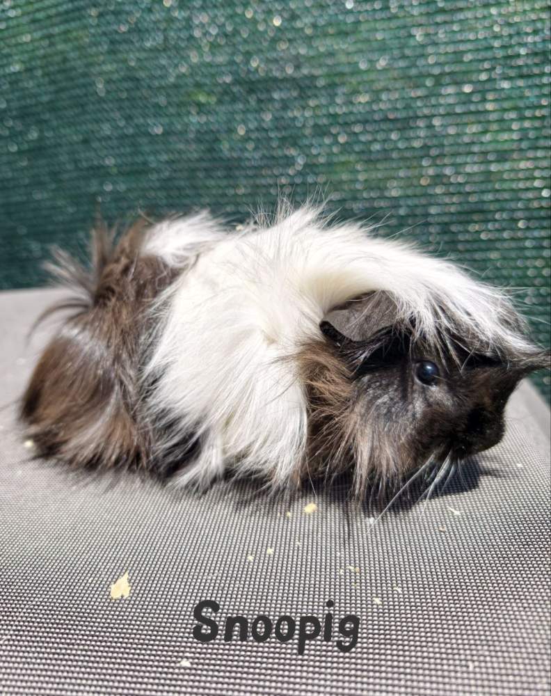 Guinea pig Pet only Cavia porcellus 