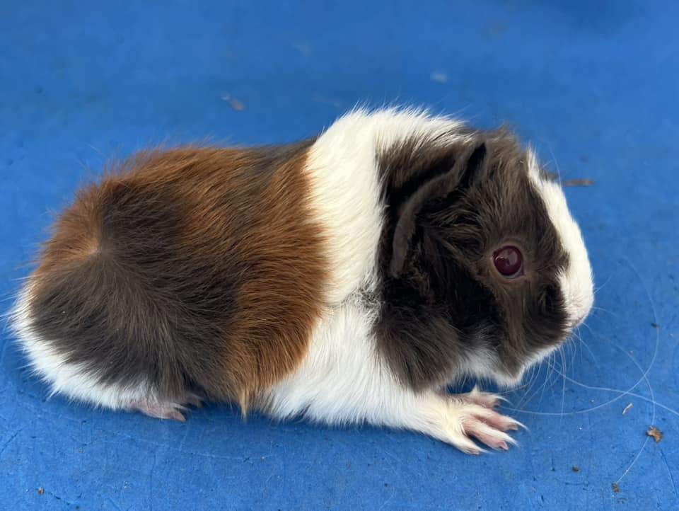 Peruvian guinea pig Pet only Cavia porcellus 