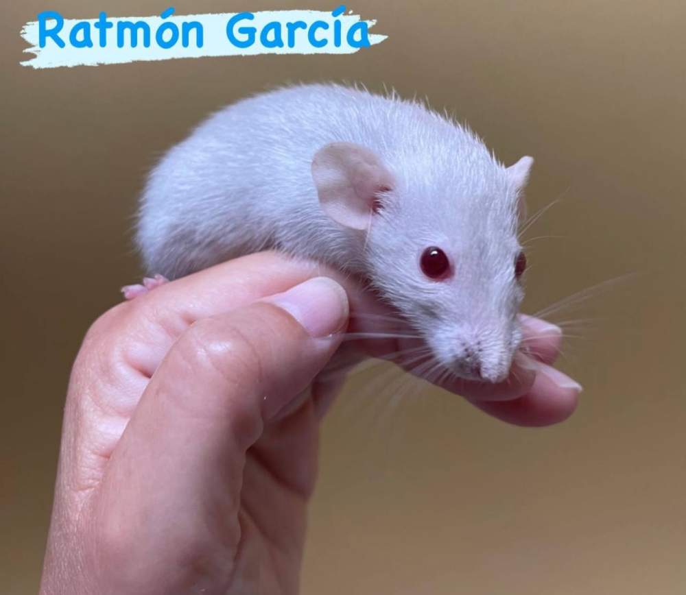 Fancy rat Deceased Rattus norvegicus 