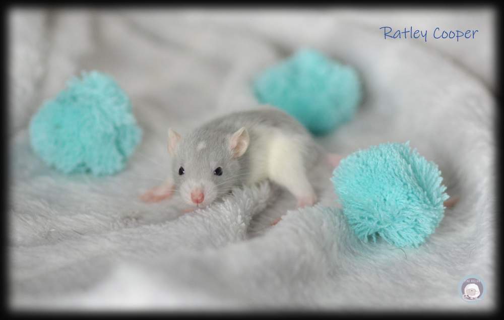 Fancy rat Breeder Rattus norvegicus 