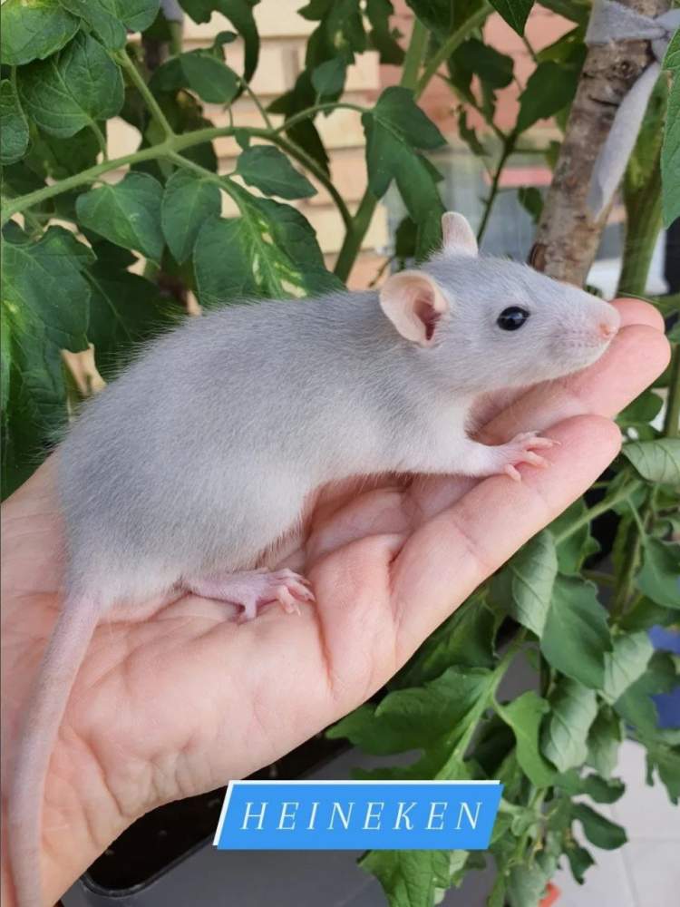 Fancy rat Pet only Rattus norvegicus 